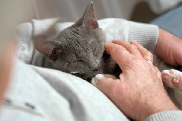 A senior man pets a cat sitting on his lap. 